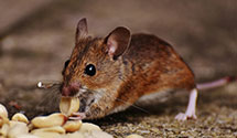 24 Hour & Emergency Exterminators in Elm Grove, WV